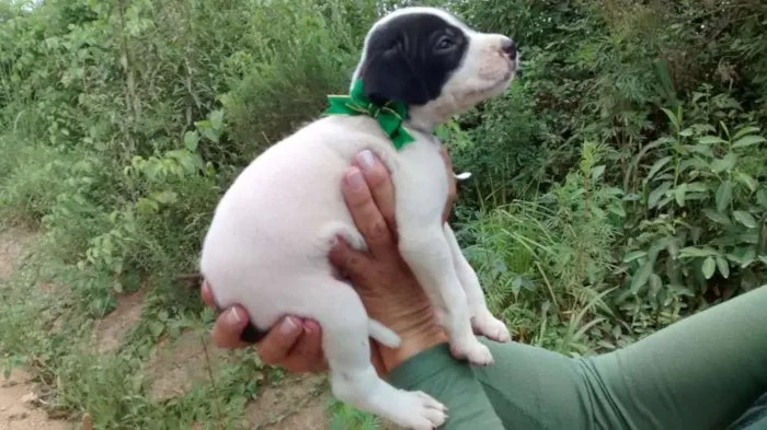 Cachorro ra a Srd idade Abaixo de 2 meses nome Guido