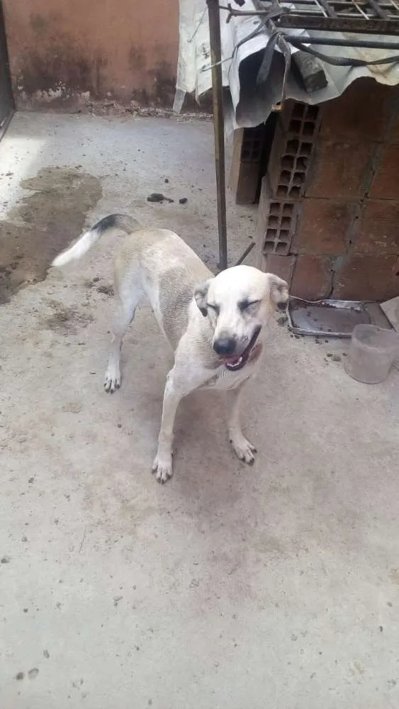 Cachorro ra a Viralata idade 1 ano nome Max