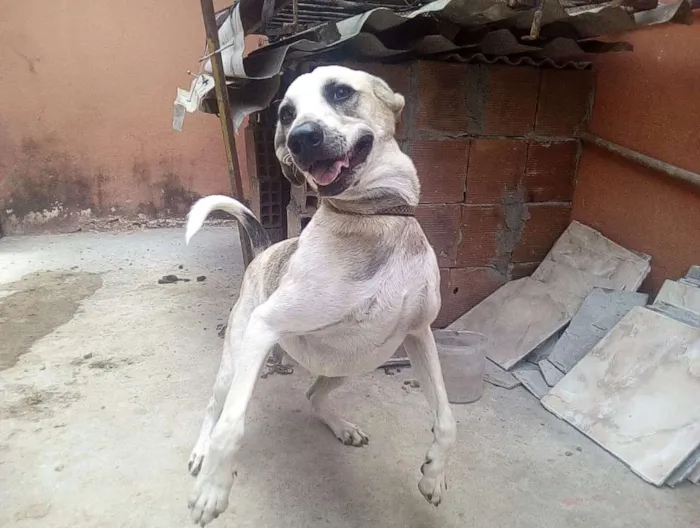 Cachorro ra a Viralata idade 1 ano nome Max