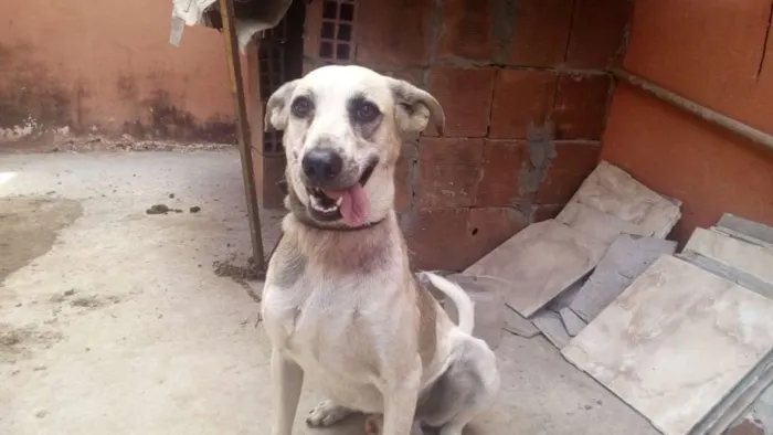 Cachorro ra a Viralata idade 1 ano nome Max