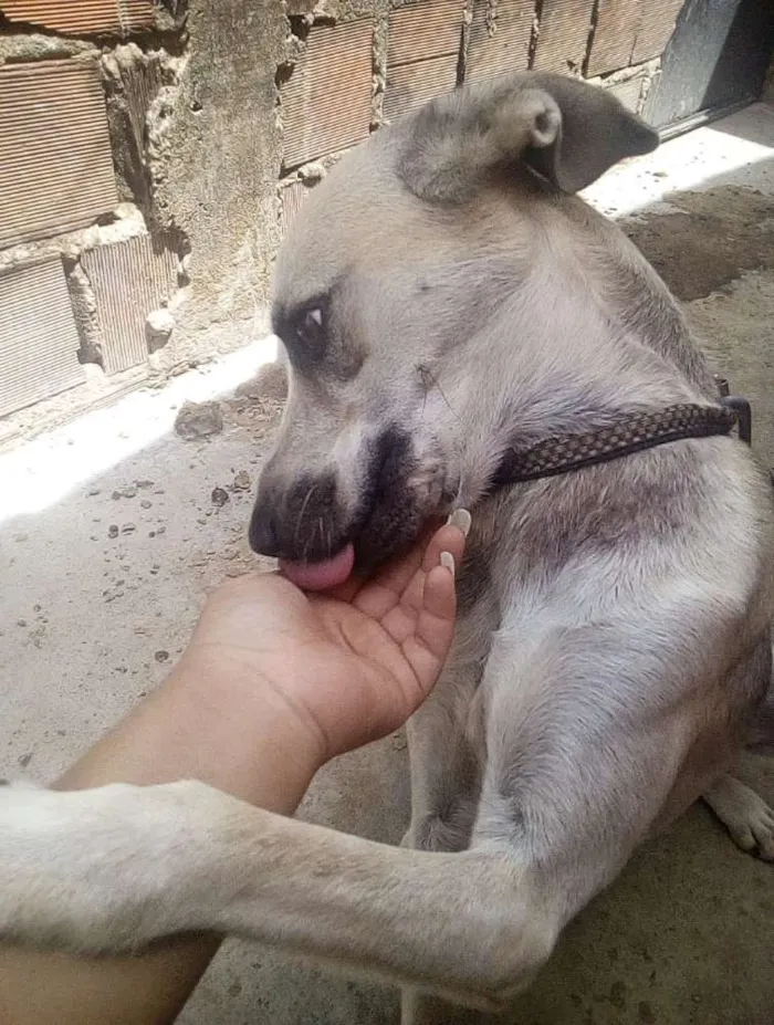 Cachorro ra a Viralata idade 1 ano nome Max