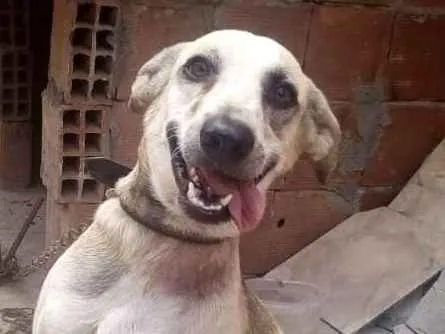 Cachorro ra a Viralata idade 1 ano nome Max