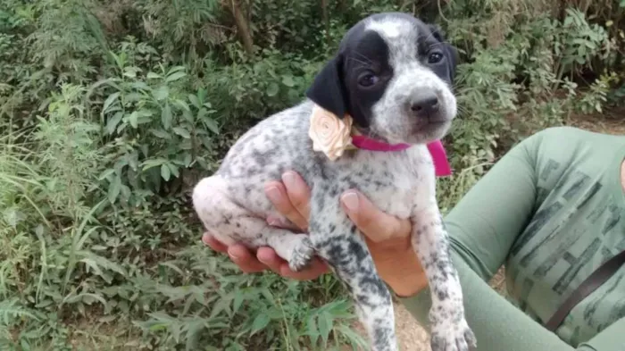 Cachorro ra a Srd idade Abaixo de 2 meses nome Jolie