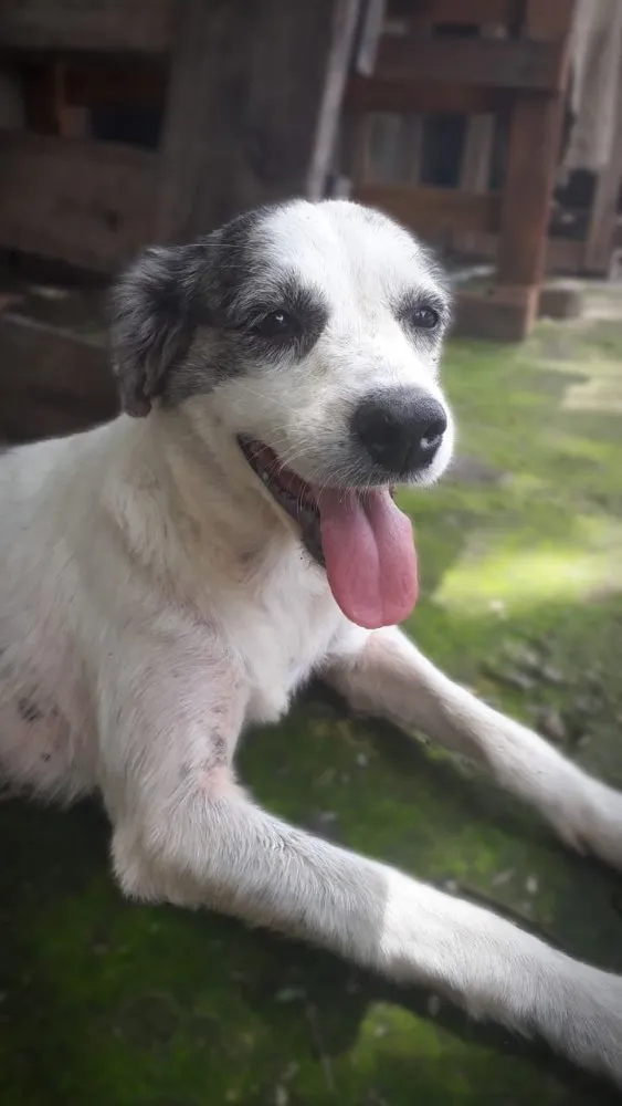 Cachorro ra a SRD idade 5 anos nome MABEL