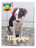 MARJORIE