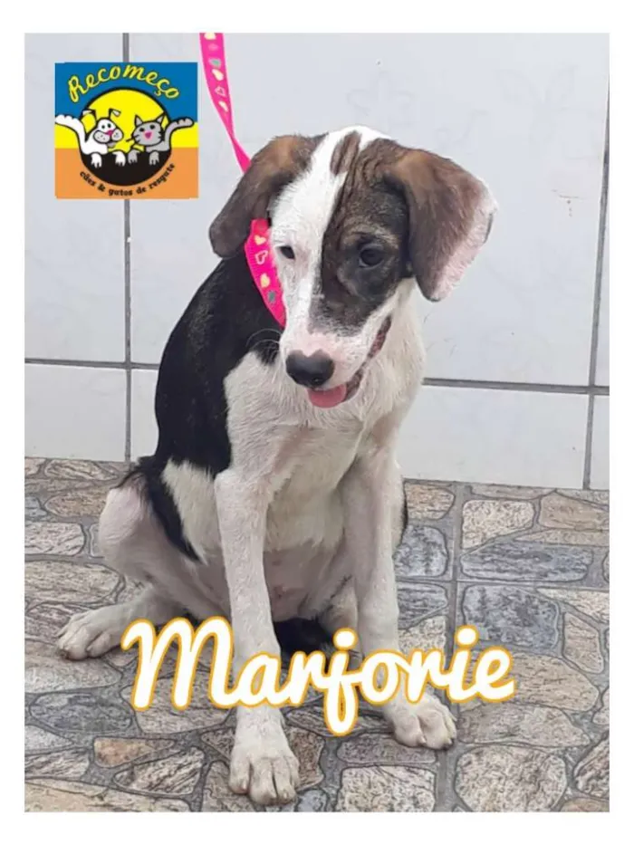 Cachorro ra a SRD idade 2 a 6 meses nome MARJORIE