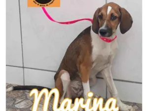 Cachorro raça SRD idade 2 a 6 meses nome MARINA 