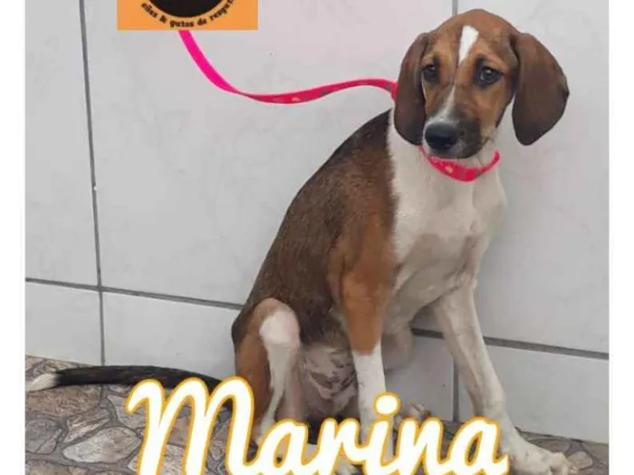 Cachorro ra a SRD idade 2 a 6 meses nome MARINA 