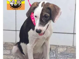 Cachorro raça SRD idade 2 a 6 meses nome MARJORIE