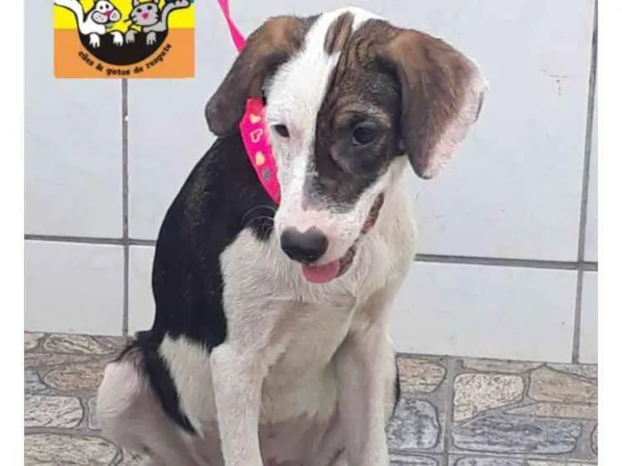 Cachorro ra a SRD idade 2 a 6 meses nome MARJORIE