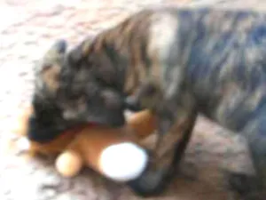 Cachorro raça Fila brasileiro idade 2 a 6 meses nome Safira