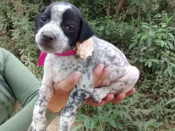 Cachorro ra a Srd idade Abaixo de 2 meses nome Jolie