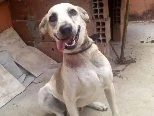 Cachorro ra a Viralata idade 1 ano nome Max