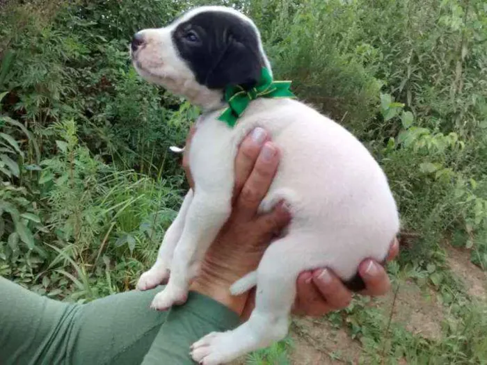 Cachorro ra a Srd idade Abaixo de 2 meses nome Guido