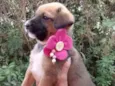 Flor