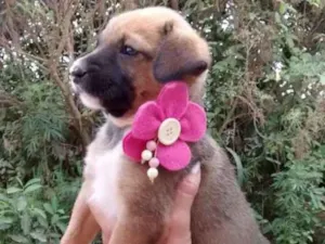 Cachorro raça Srd idade Abaixo de 2 meses nome Flor