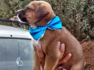 Cachorro raça Srd idade Abaixo de 2 meses nome Oliver