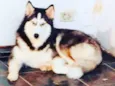 Arya