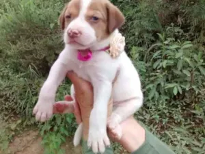 Cachorro raça Srd idade Abaixo de 2 meses nome Amora