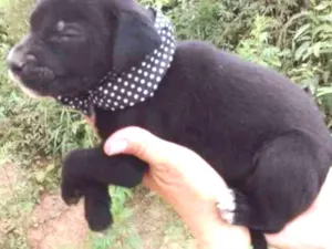 Cachorro raça Srd idade Abaixo de 2 meses nome Téo 