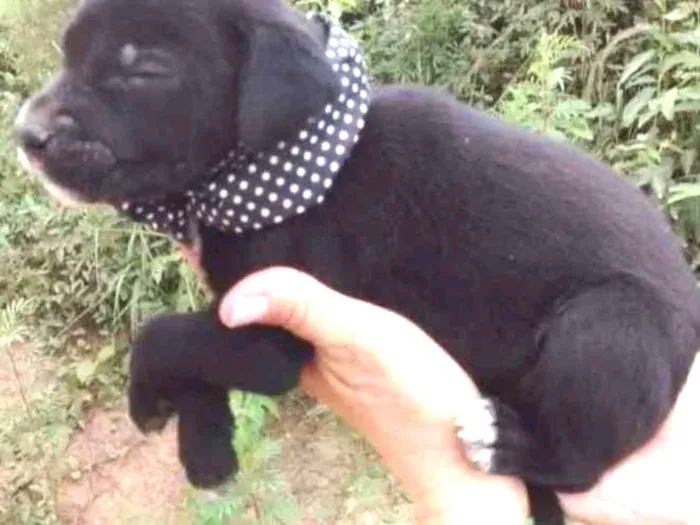 Cachorro ra a Srd idade Abaixo de 2 meses nome Téo 