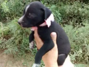 Cachorro raça Srd idade Abaixo de 2 meses nome Teca