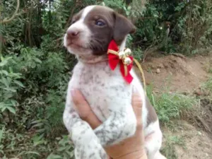 Cachorro raça Srd idade Abaixo de 2 meses nome Lino