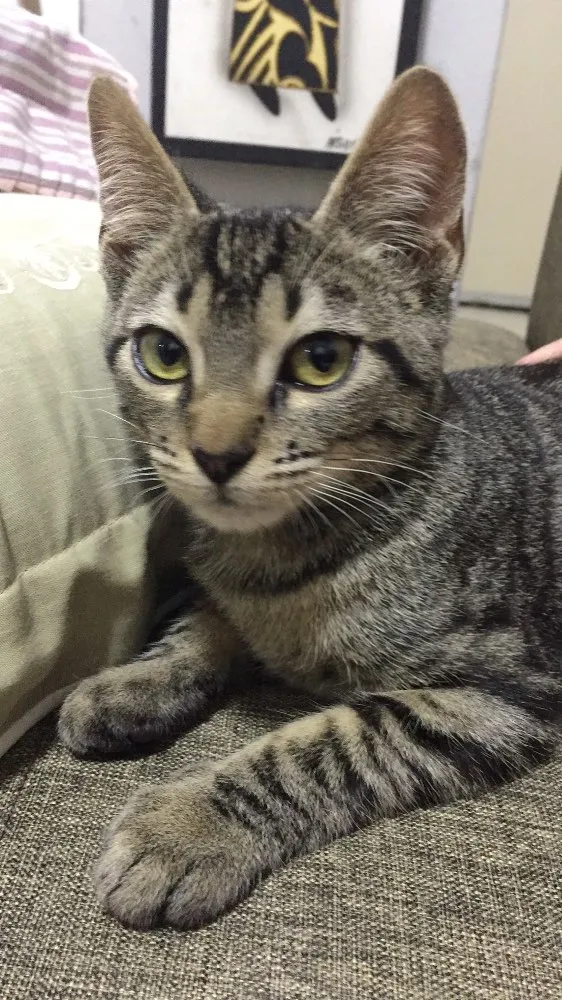 Gato ra a  idade 7 a 11 meses nome Stive 