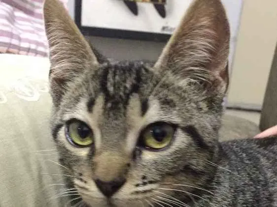 Gato ra a  idade 7 a 11 meses nome Stive 