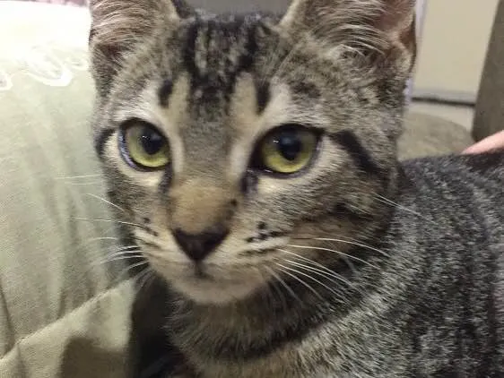 Gato ra a  idade 7 a 11 meses nome Stive 