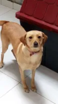 Laila