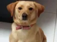 Laila