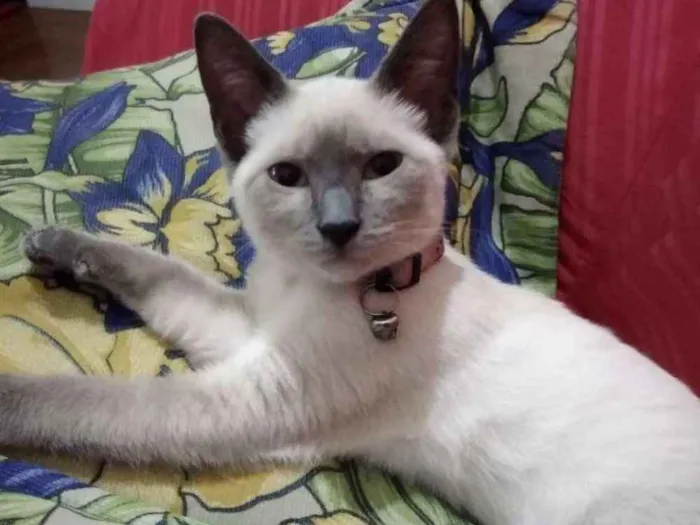 Gato ra a Siamês  idade 7 a 11 meses nome Menina