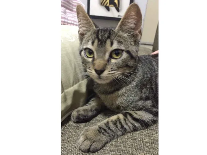 Gato ra a  idade 7 a 11 meses nome Stive 