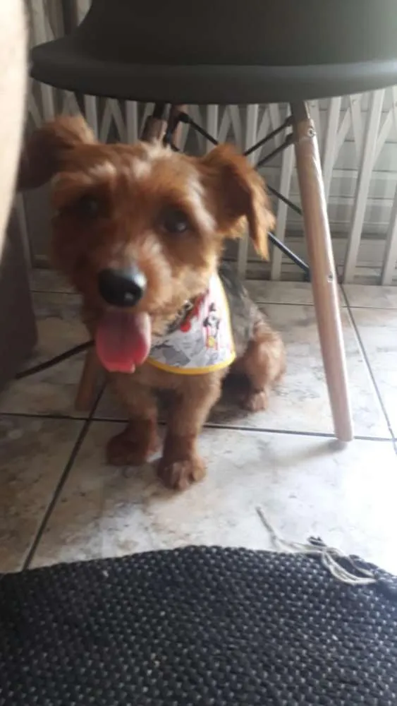 Cachorro ra a York shire com outra raça  idade 1 ano nome Bob