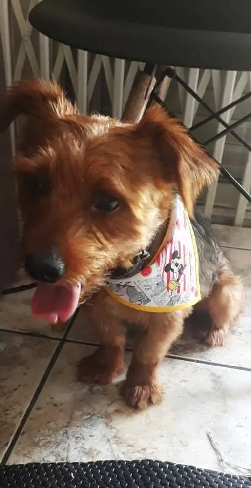 Cachorro ra a York shire com outra raça  idade 1 ano nome Bob