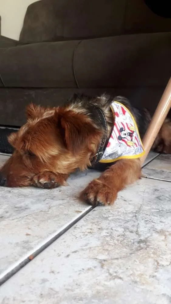 Cachorro ra a York shire com outra raça  idade 1 ano nome Bob