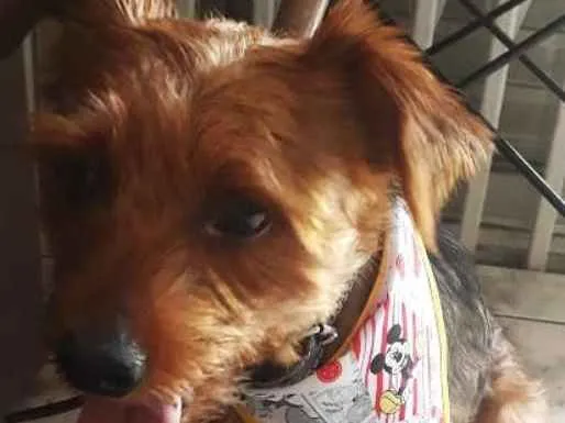 Cachorro ra a York shire com outra raça  idade 1 ano nome Bob