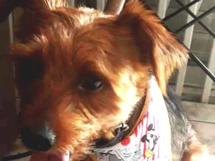 Cachorro ra a York shire com outra raça  idade 1 ano nome Bob