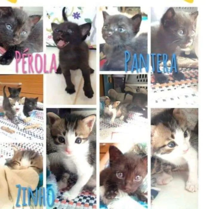 Gato ra a SRD idade Abaixo de 2 meses nome Zyn, Pérola, Pantera