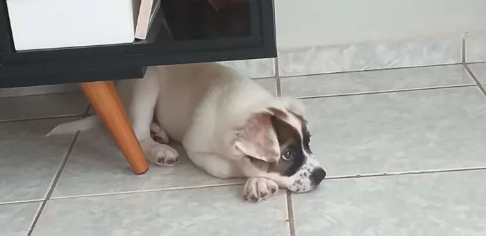 Cachorro ra a Srd idade 2 a 6 meses nome Nina