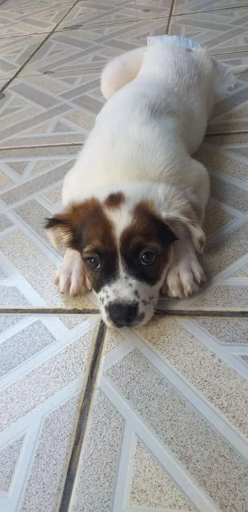 Cachorro ra a Srd idade 2 a 6 meses nome Nina