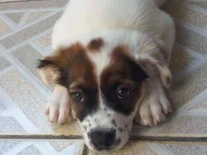 Cachorro raça Srd idade 2 a 6 meses nome Nina