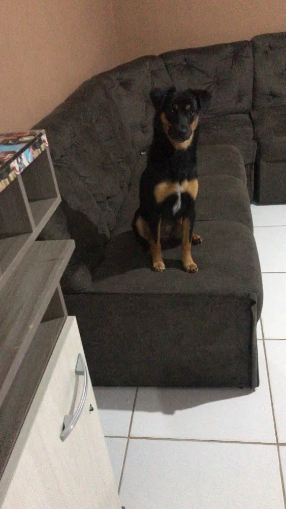 Cachorro ra a VL idade 1 ano nome Filó