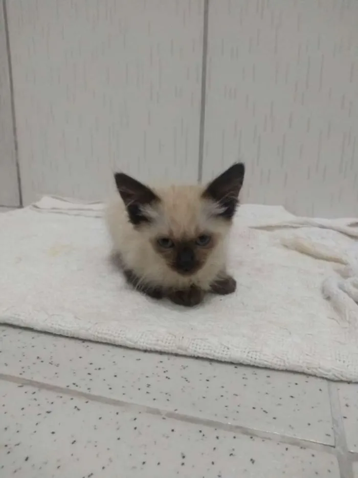 Gato raça Não especificado idade 2 a 6 meses nome Não tem