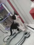 Não tem