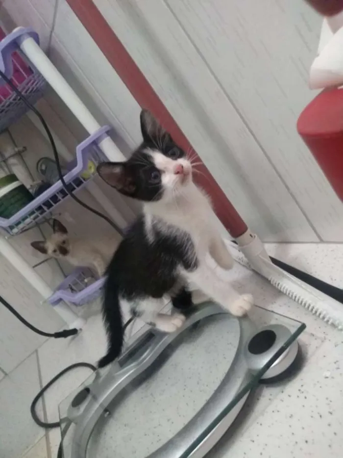 Gato raça Não especificado idade 2 a 6 meses nome Não tem