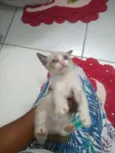 Não tem