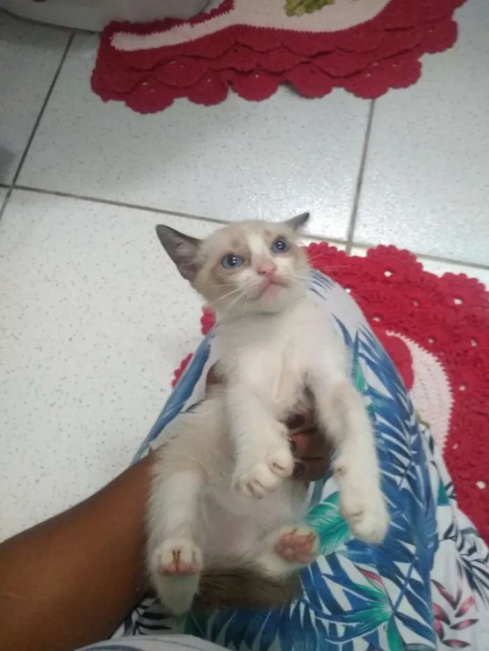 Gato raça Não especificado idade 2 a 6 meses nome Não tem