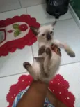 Não tem